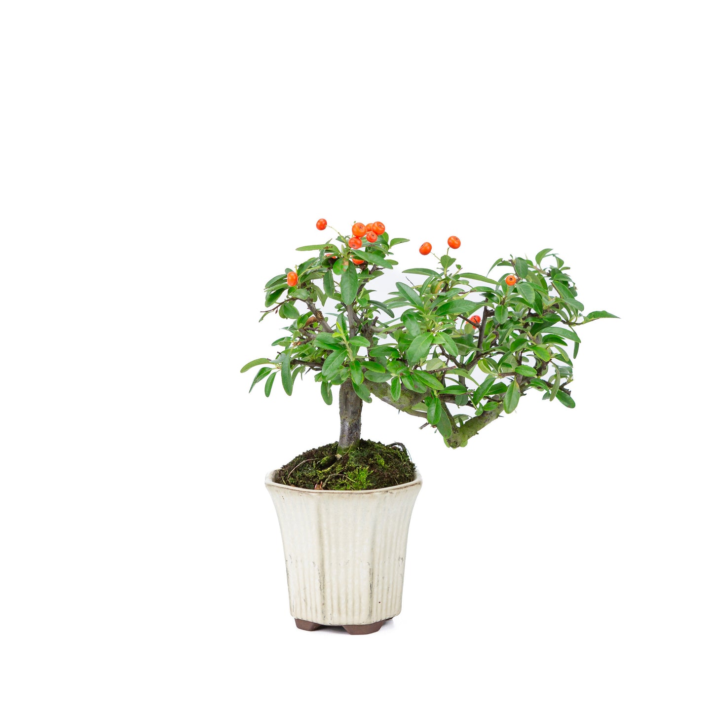 Buiten Bonsai Pyracantha half cascade zeshoekige creme pot 12cm, hoogte ~27cm