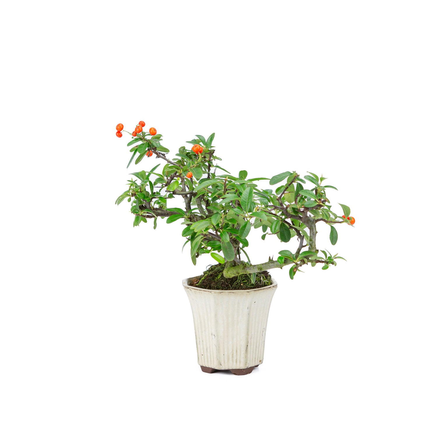 Buiten Bonsai Pyracantha half cascade zeshoekige creme pot 12cm, hoogte ~27cm