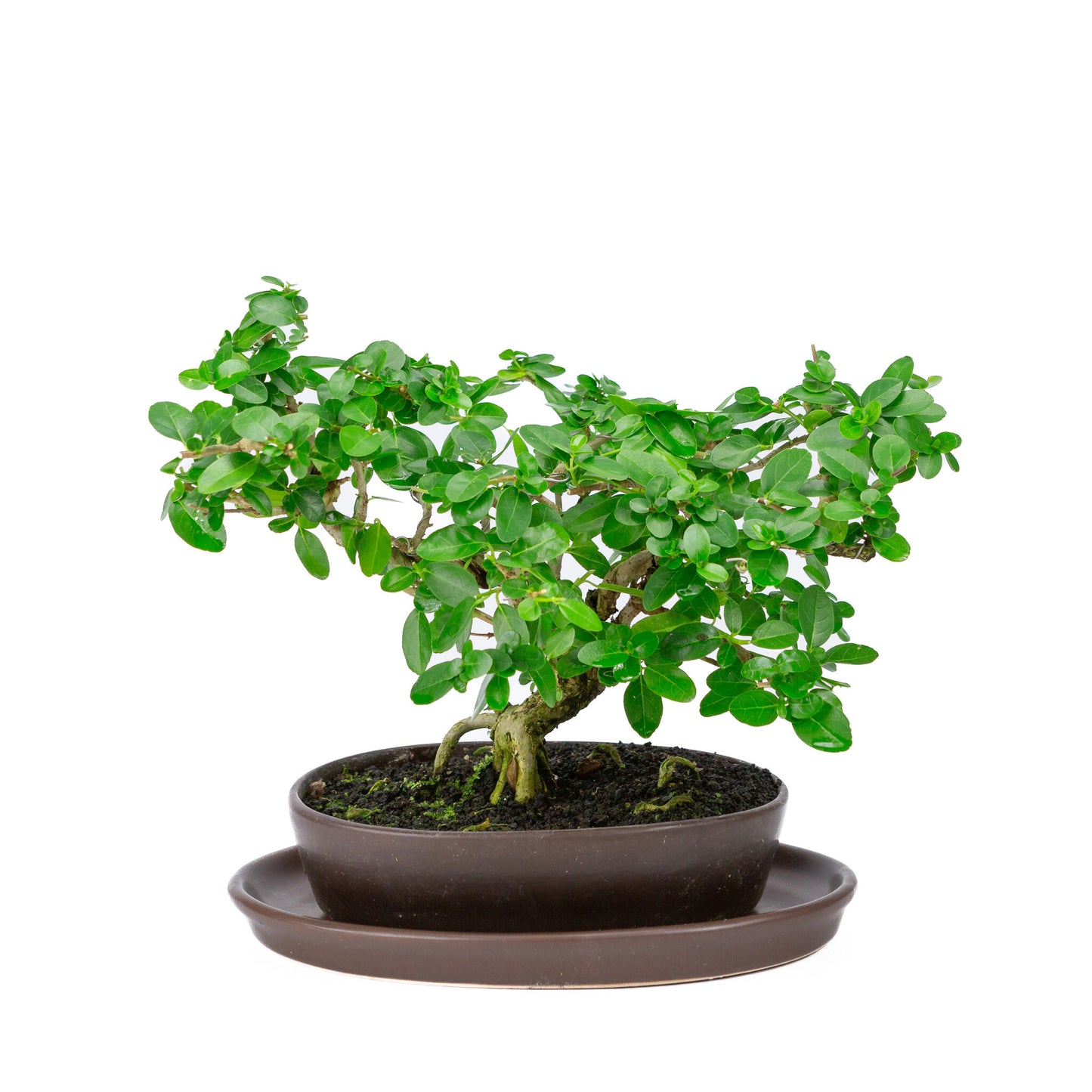 Binnen Bonsai Premna bruine ovale pot 22cm, hoogte ~30cm