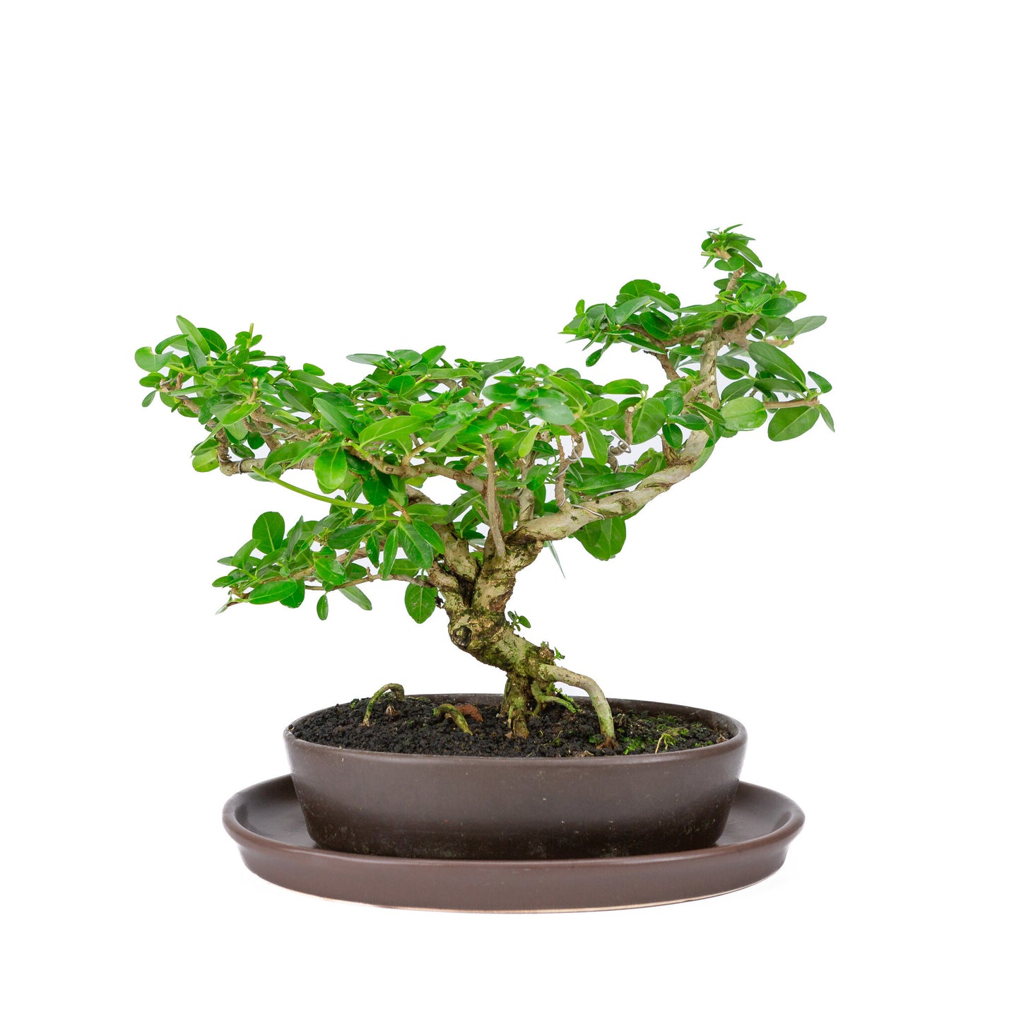 Binnen Bonsai Premna bruine ovale pot 22cm, hoogte ~30cm
