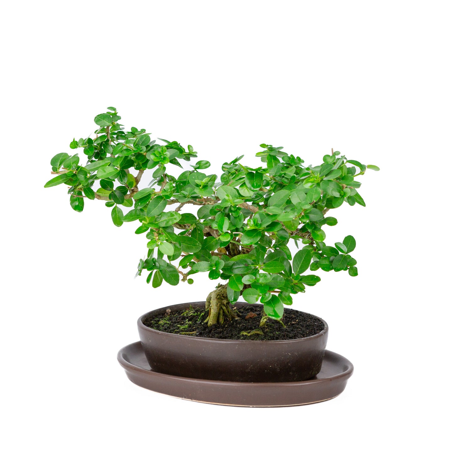 Binnen Bonsai Premna bruine ovale pot 22cm, hoogte ~30cm