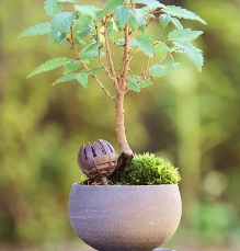 Bonsai mestkorfjes Kikuwa petite dome groot (10 stuks)