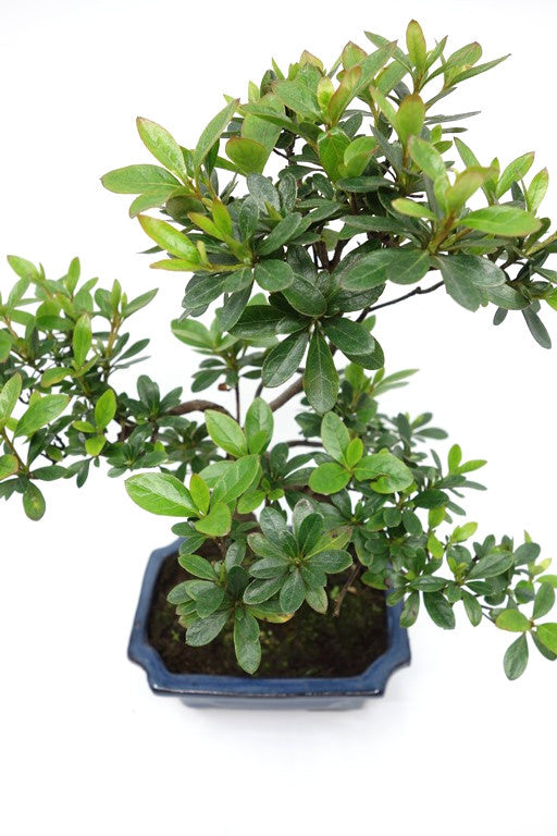 Rhododendron bonsaï d'extérieur, pot rectangulaire bleu de 15 cm, hauteur ~ 30 cm