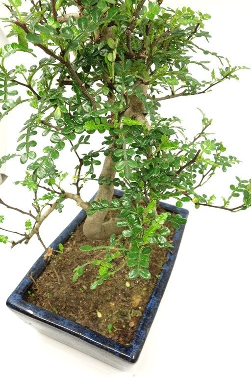 Binnen Bonsai Zanthoxylum piperitium shape blauwe rechthoekige pot 25cm, hoogte ~ 48cm