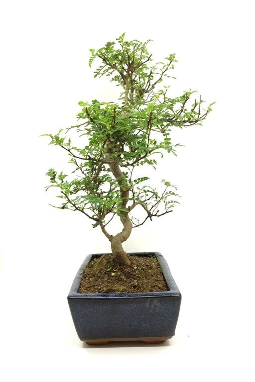 Binnen Bonsai Zanthoxylum piperitium shape blauwe rechthoekige pot 25cm, hoogte ~ 48cm