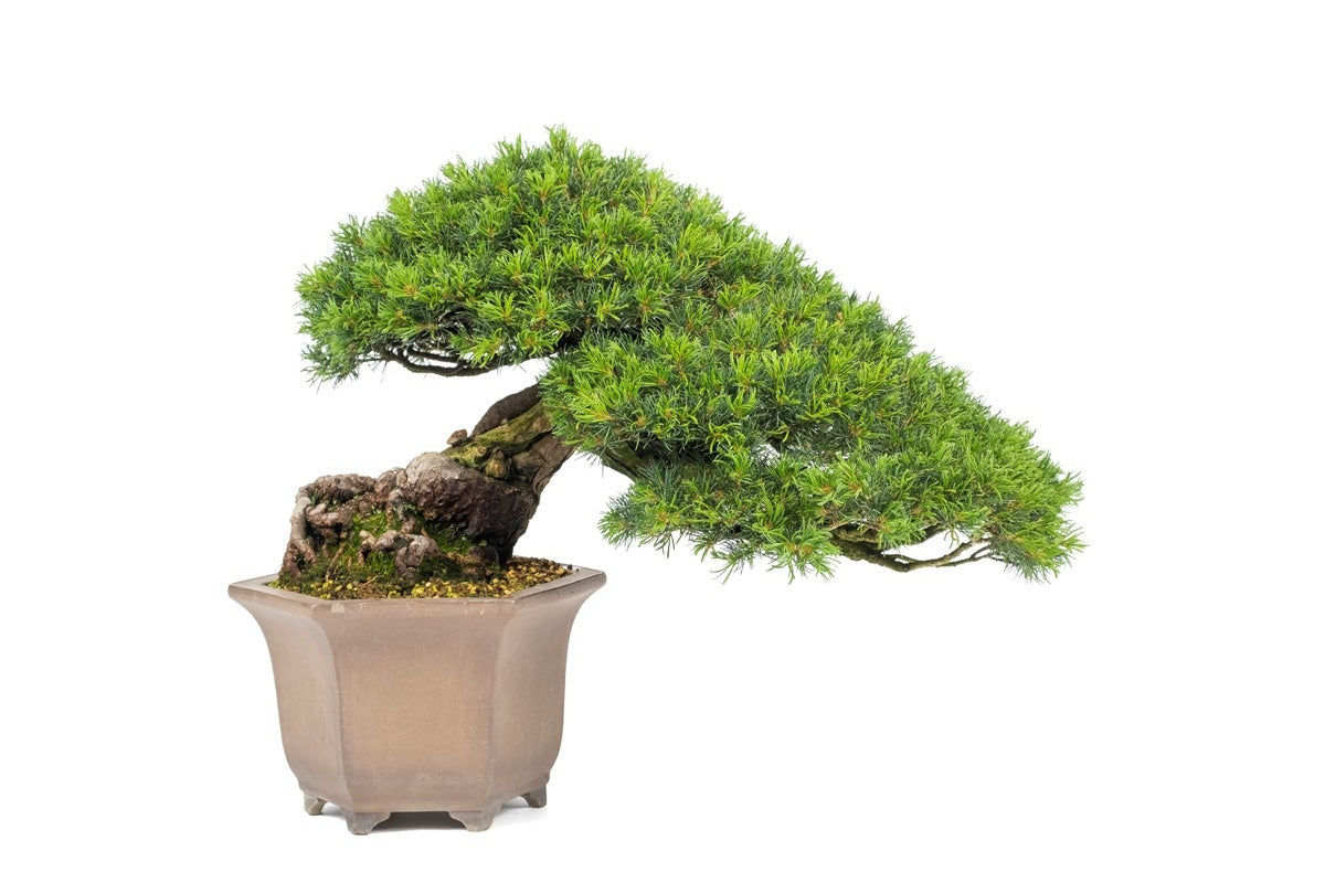 Buiten Bonsai Pinus parviflora semi-cascade ongeglazuurde pot 26cm, hoogte ~48cm