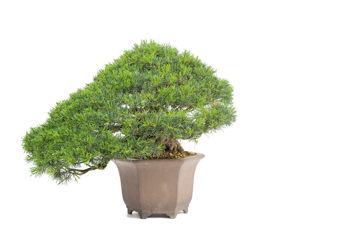 Buiten Bonsai Pinus parviflora semi-cascade ongeglazuurde pot 26cm, hoogte ~48cm