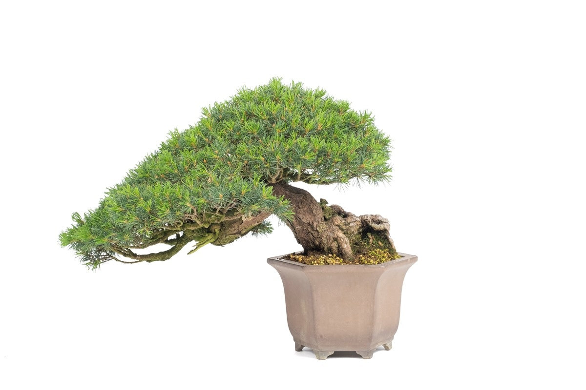 Buiten Bonsai Pinus parviflora semi-cascade ongeglazuurde pot 26cm, hoogte ~48cm