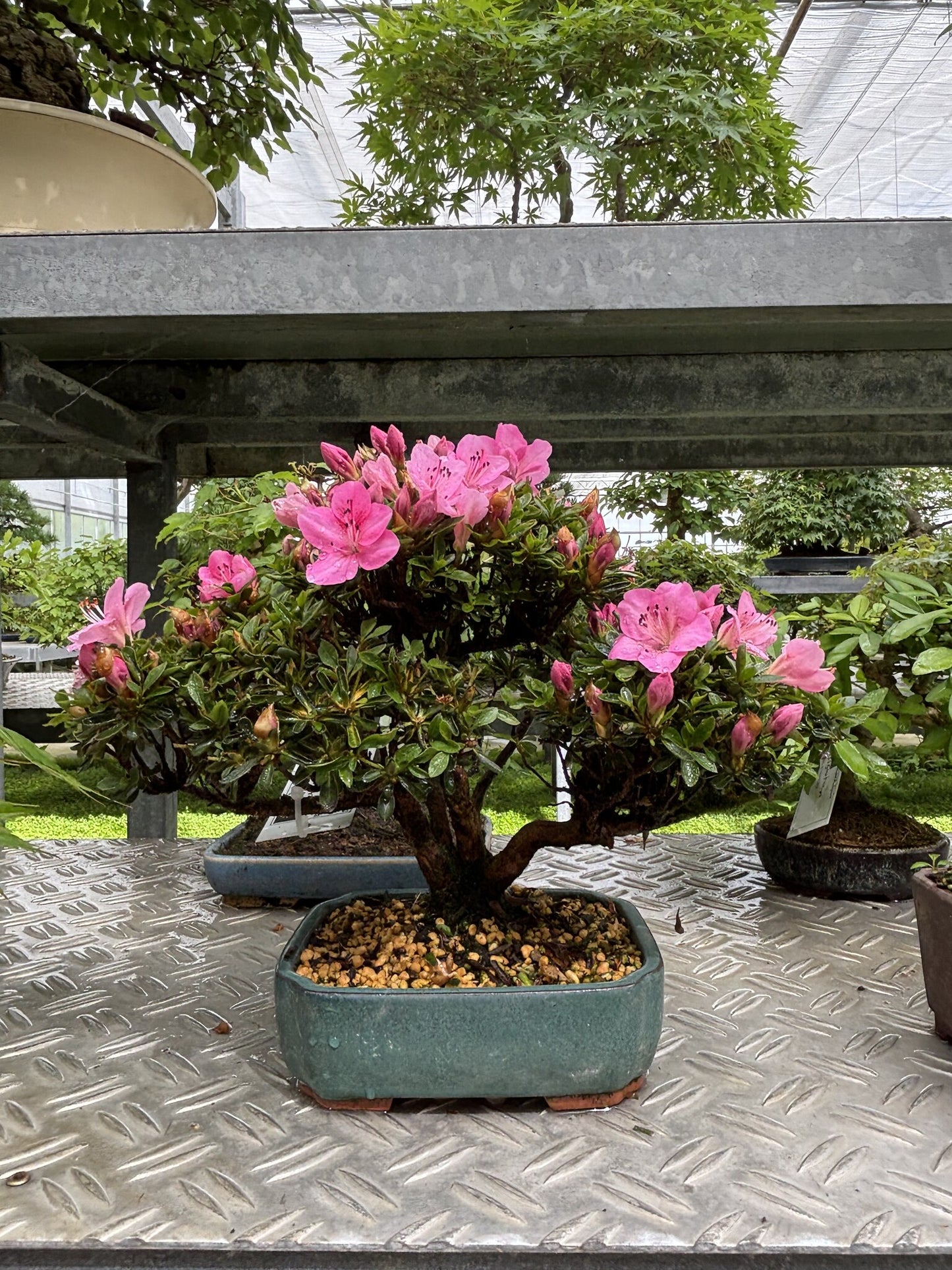 Buiten Bonsai Rhododendron indicum 'Suisei no kagayaki' groene pot 15cm, hoogte ~25cm