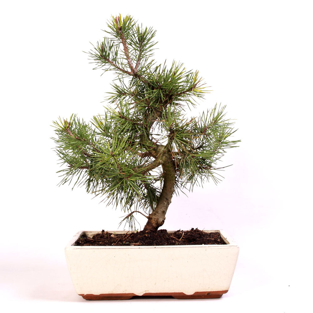 Pinus sylvetris potmaat 25cm in creme keramiek