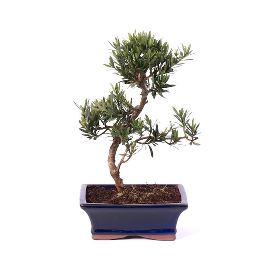 Podocarpus 15cm
