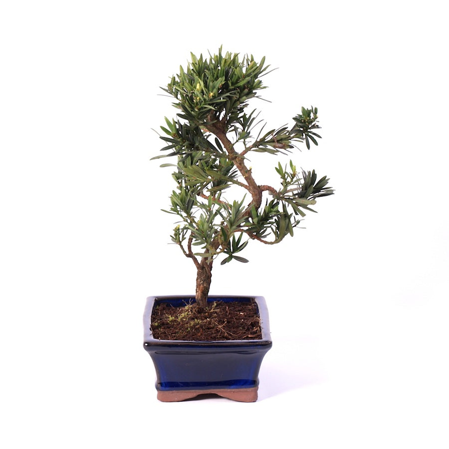 Podocarpus 15cm