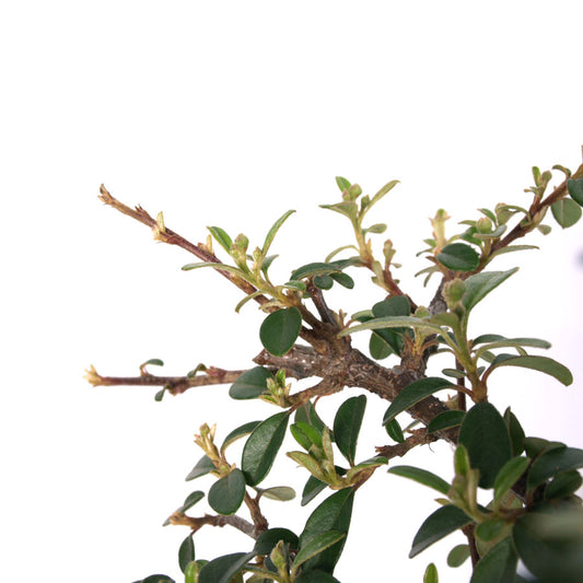 Cotoneaster, pot de 25 cm, pot crème
