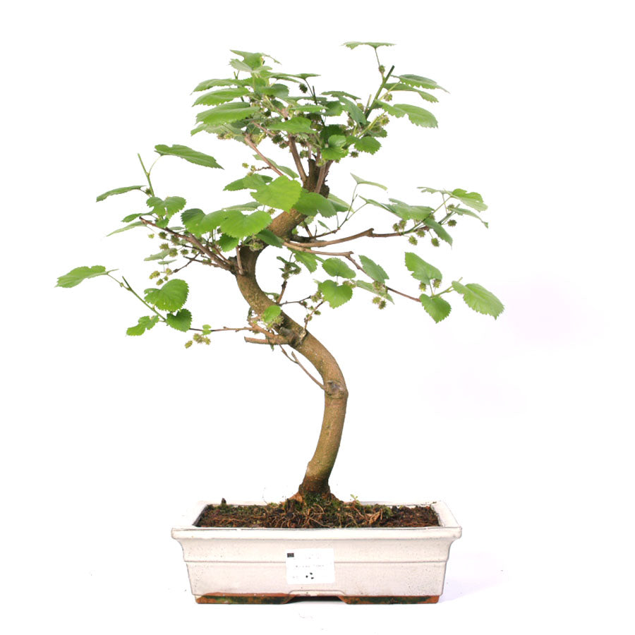 Morus, Topfgröße 30 cm, cremefarbener Topf