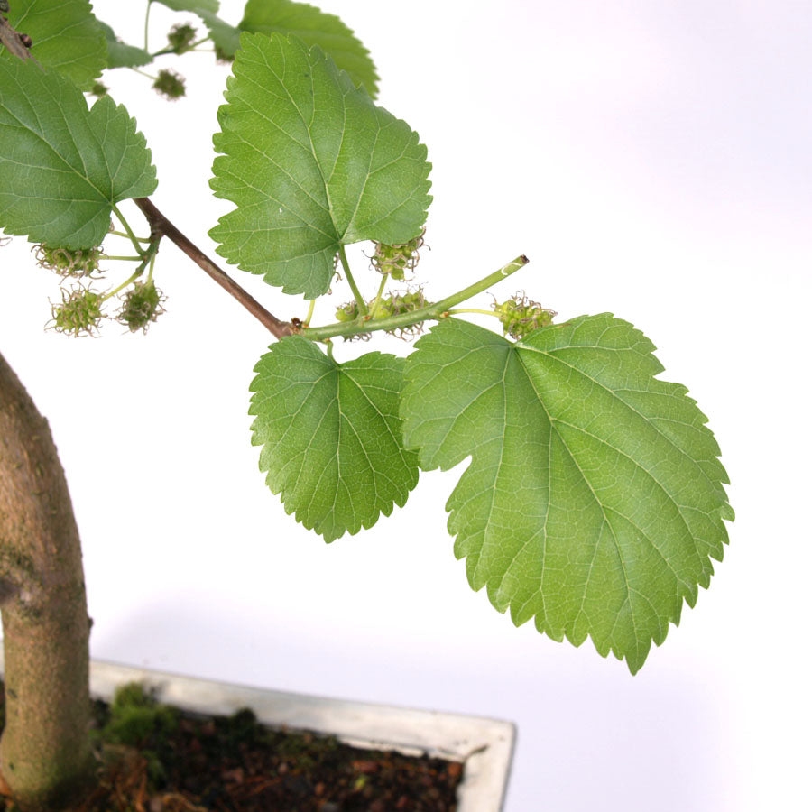 Morus, Topfgröße 30 cm, cremefarbener Topf
