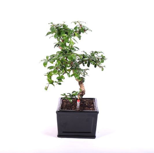 Carmona Macrophylla Indoor Bonsai Easycare potmaat 22cm zwart
