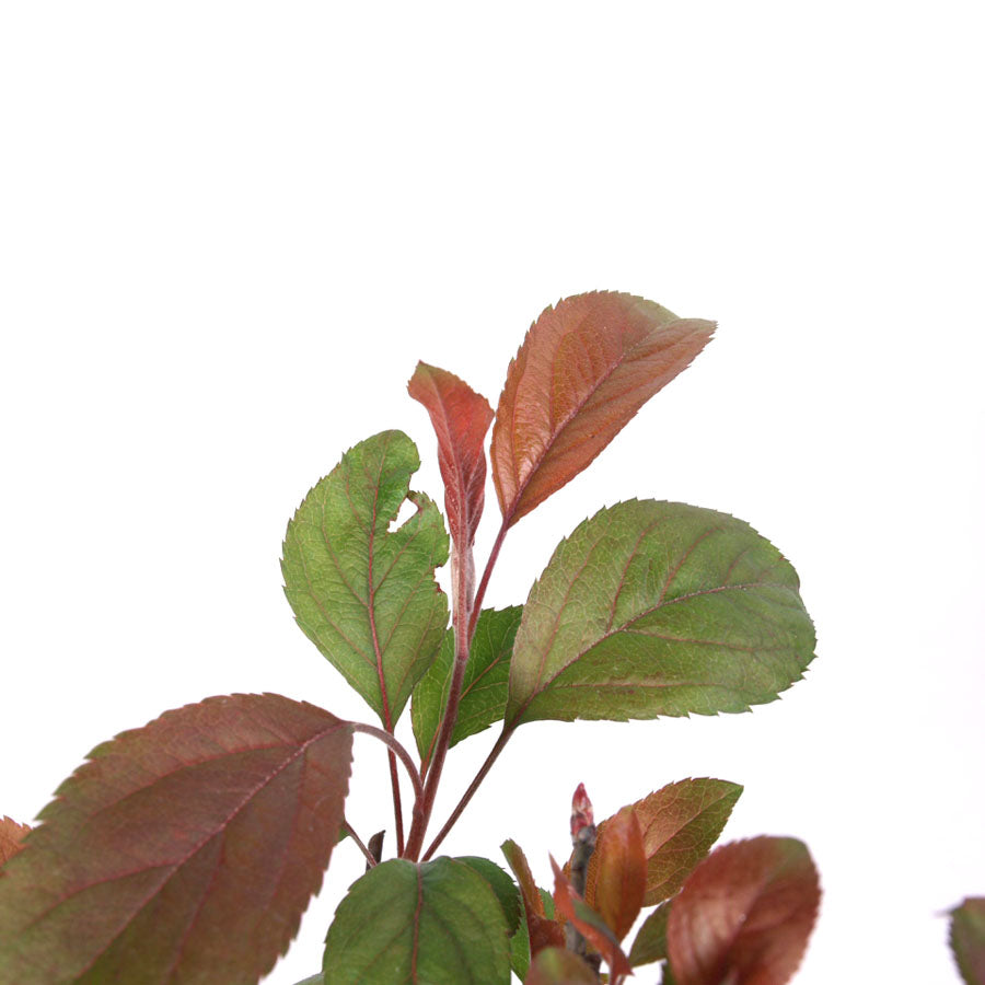 Malus Rouge, pot de 20 cm bleu