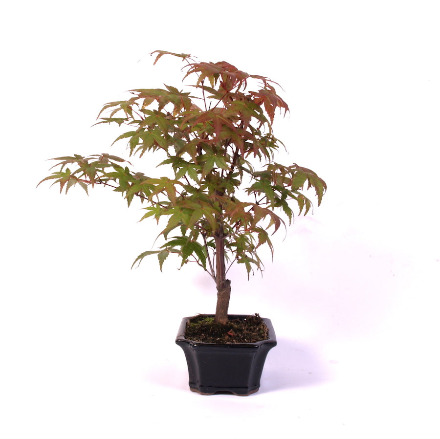 Acer Palmatum Desjoho, Outdoor, 15cm pot