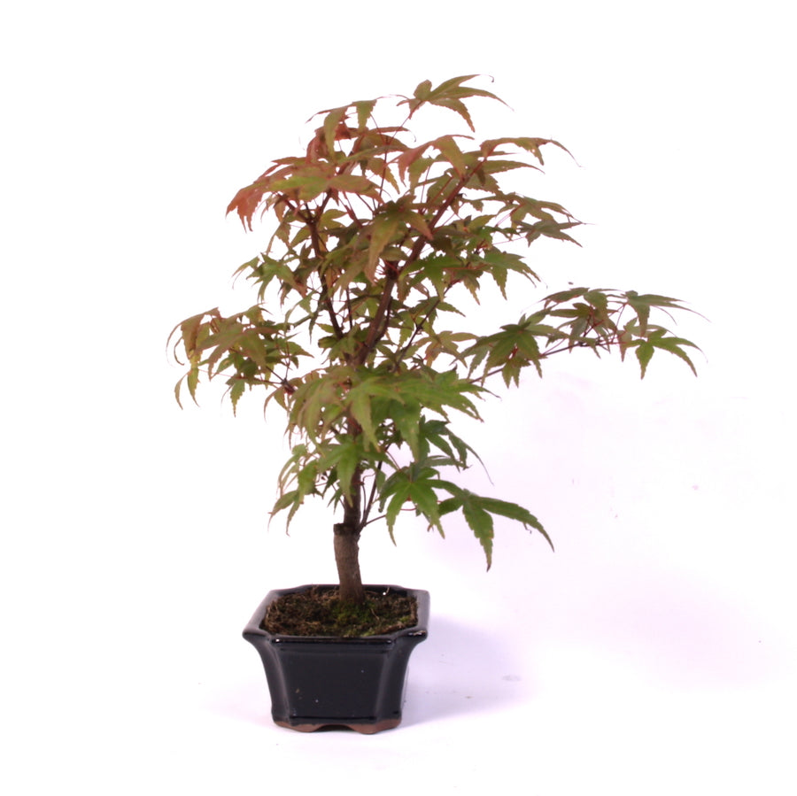 Acer Palmatum Desjoho, Outdoor, 15cm pot