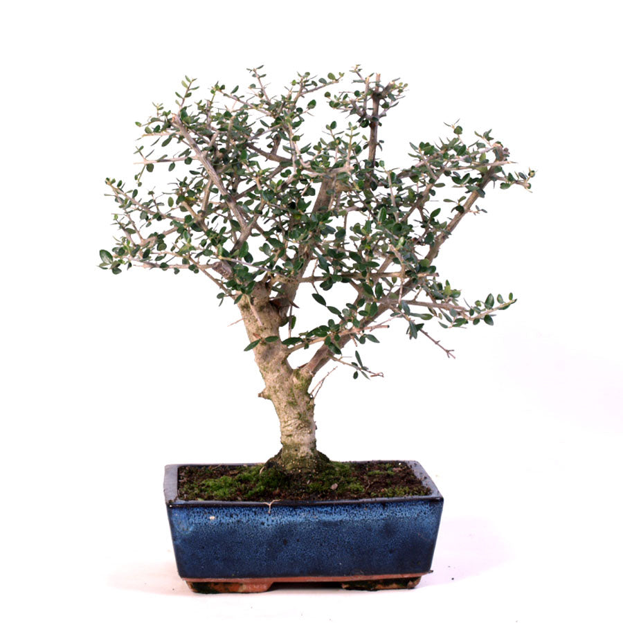 Olea Sylvestris, 9jaar, potmaat 20cm blauwe pot