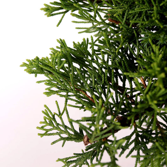Juniperus Itoigawa, 9jaar potmaat 20cm blauwe pot