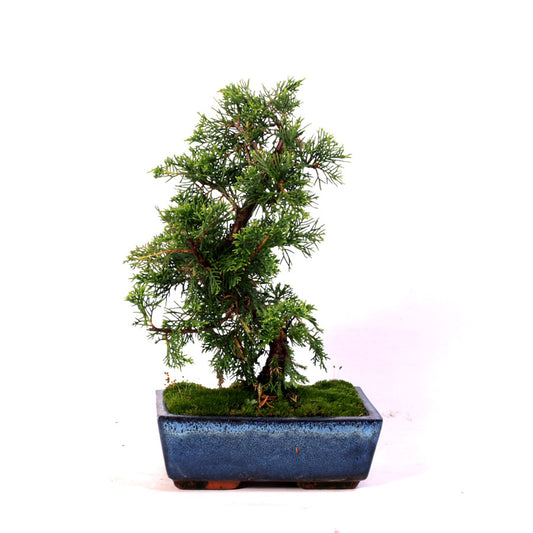 Juniperus Itoigawa, 9jaar potmaat 20cm blauwe pot
