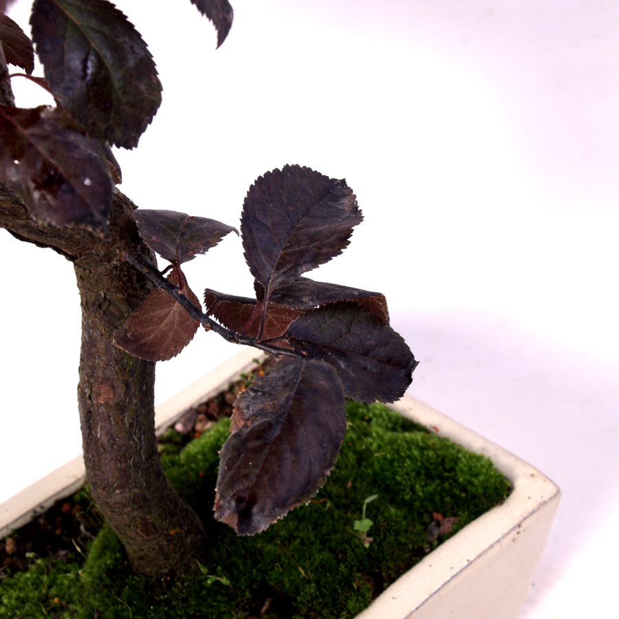 Prunus Pissardii, Topfgröße 20cm, 40cm hoch und 9 Jahre alt