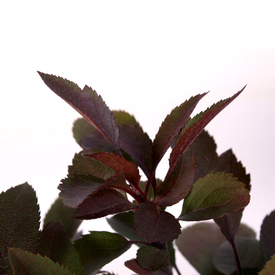 Malus Courtarou Cocinella, 12 Jahre alt, Topfgröße 25cm
