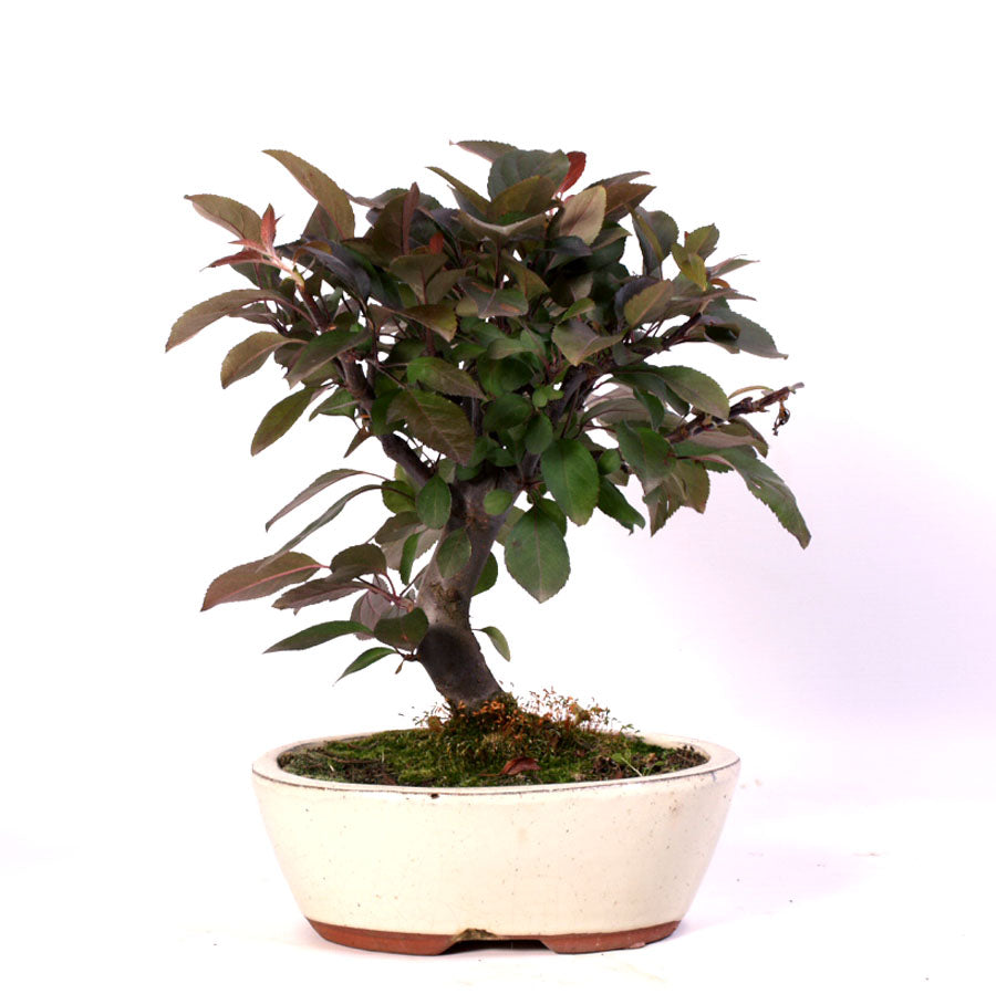 Malus Courtarou Cocinella, 9 Jahre Topfgröße 20cm cremefarbener Topf