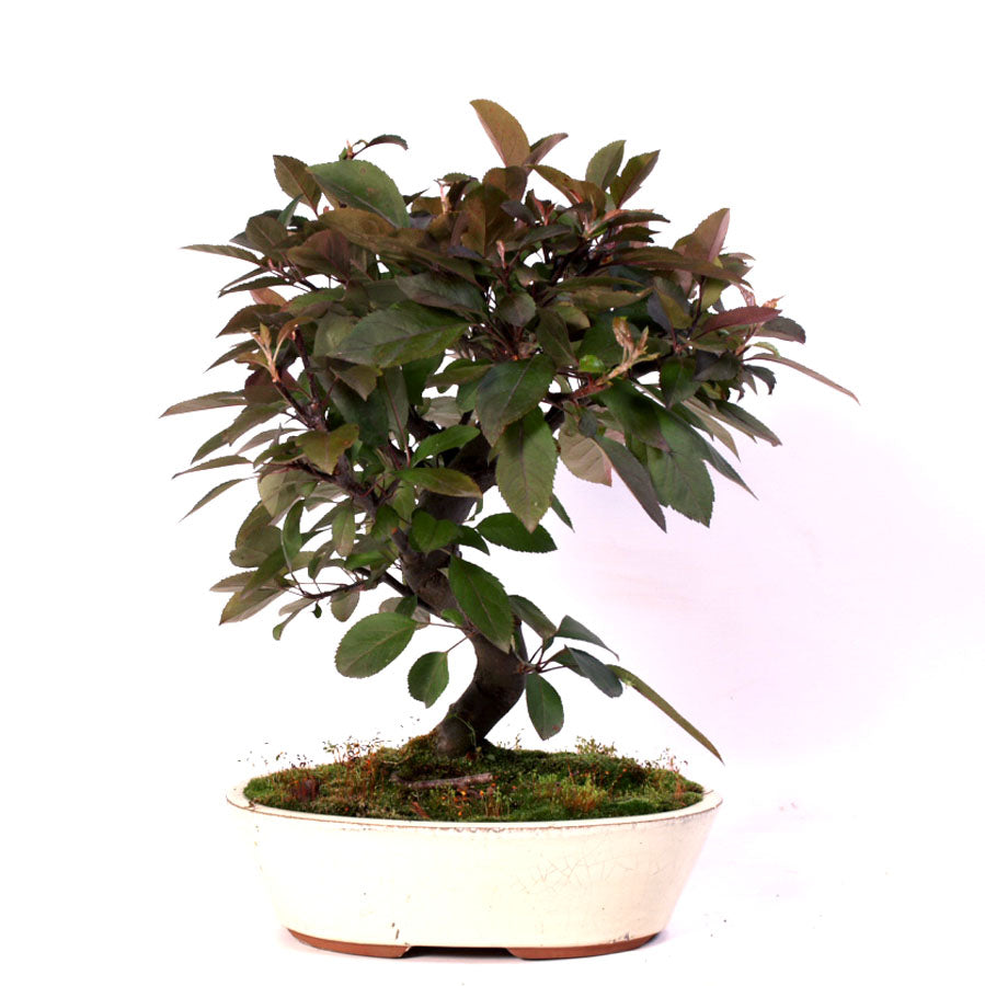 Malus Courtarou Cocinella, 12 Jahre alt, Topfgröße 25cm