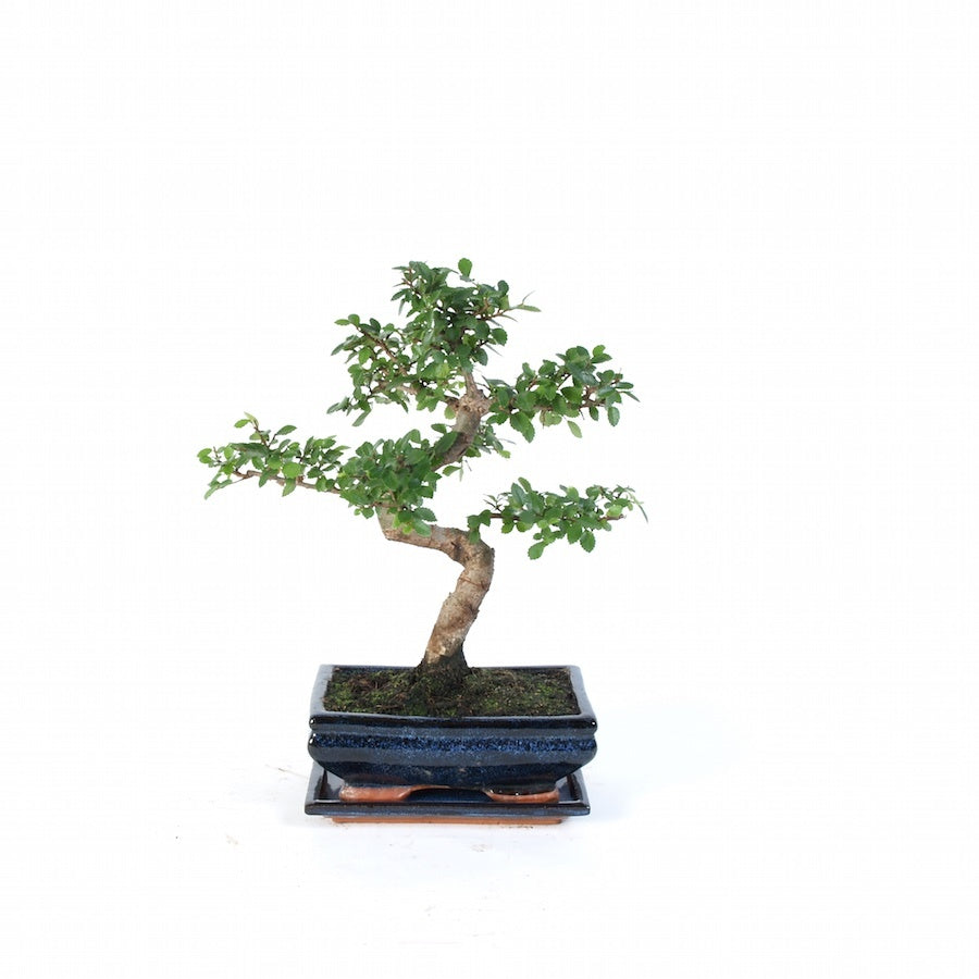 Zelkova Indoor Bonsai potmaat 20cm blauw