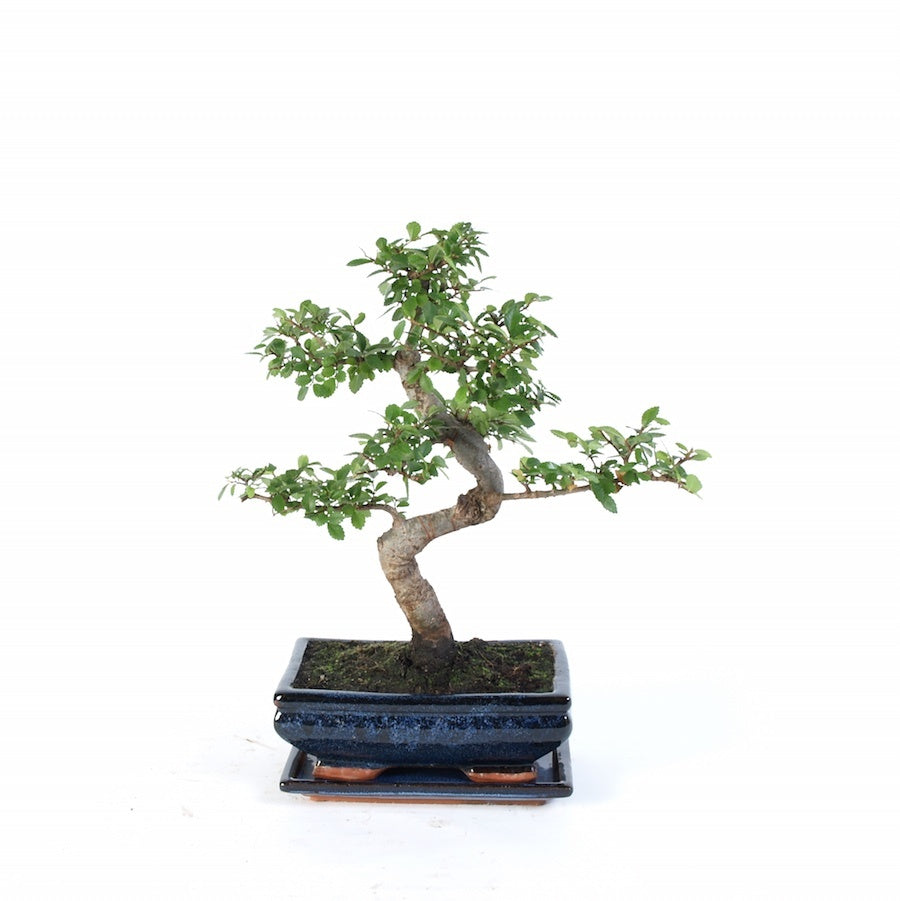 Zelkova Indoor Bonsai potmaat 20cm blauw