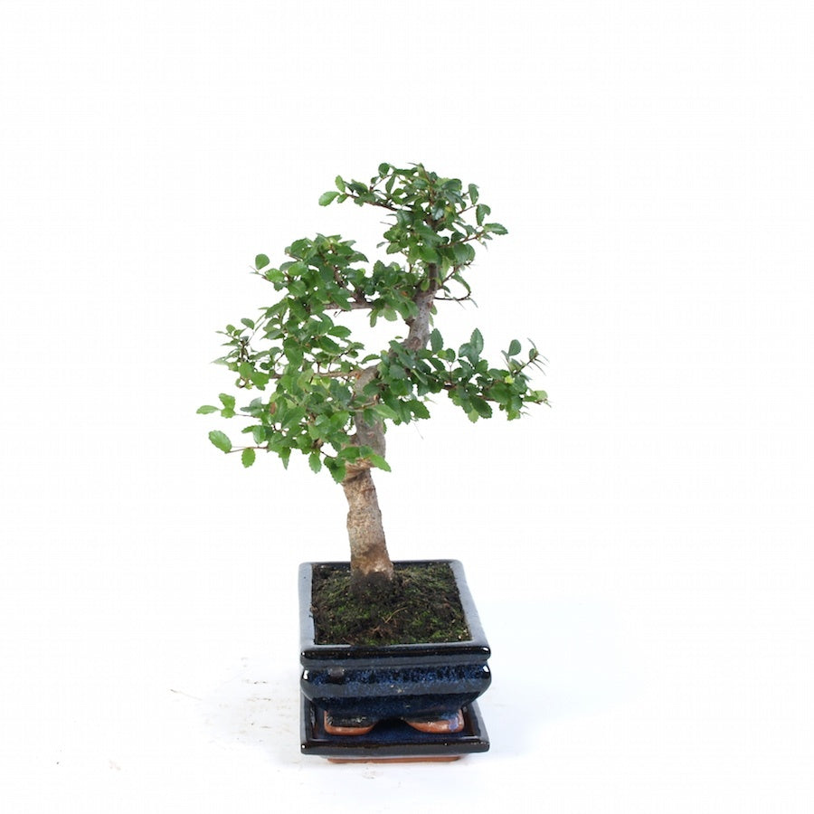Zelkova Indoor Bonsai pot de 20 cm bleu