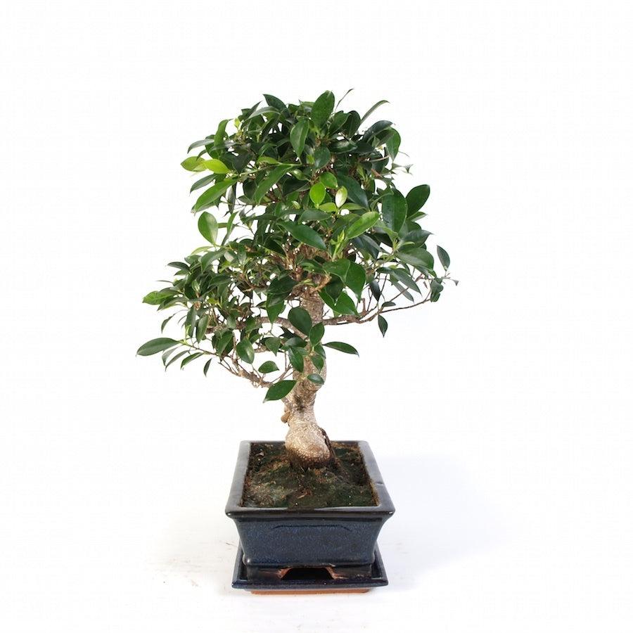 Ficus Retusa Indoor Bonsai potmaat 30cm in blauw keramiek, hoogte 50cm