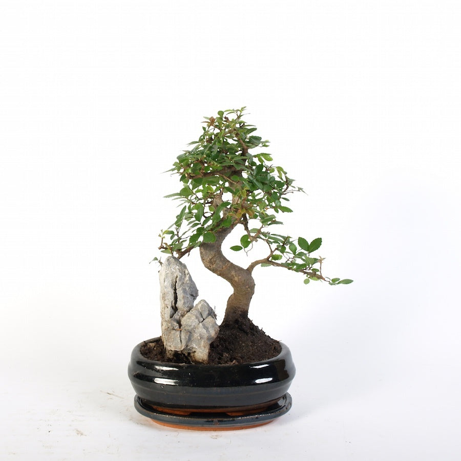 Zelkova Steingarten Indoor Bonsai blau 21cm