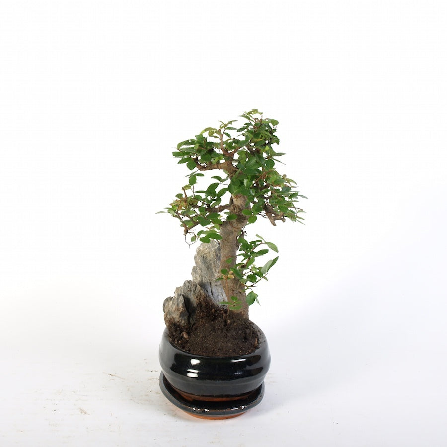 Zelkova Steingarten Indoor Bonsai blau 21cm