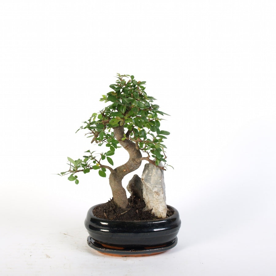 Zelkova Steingarten Indoor Bonsai blau 21cm