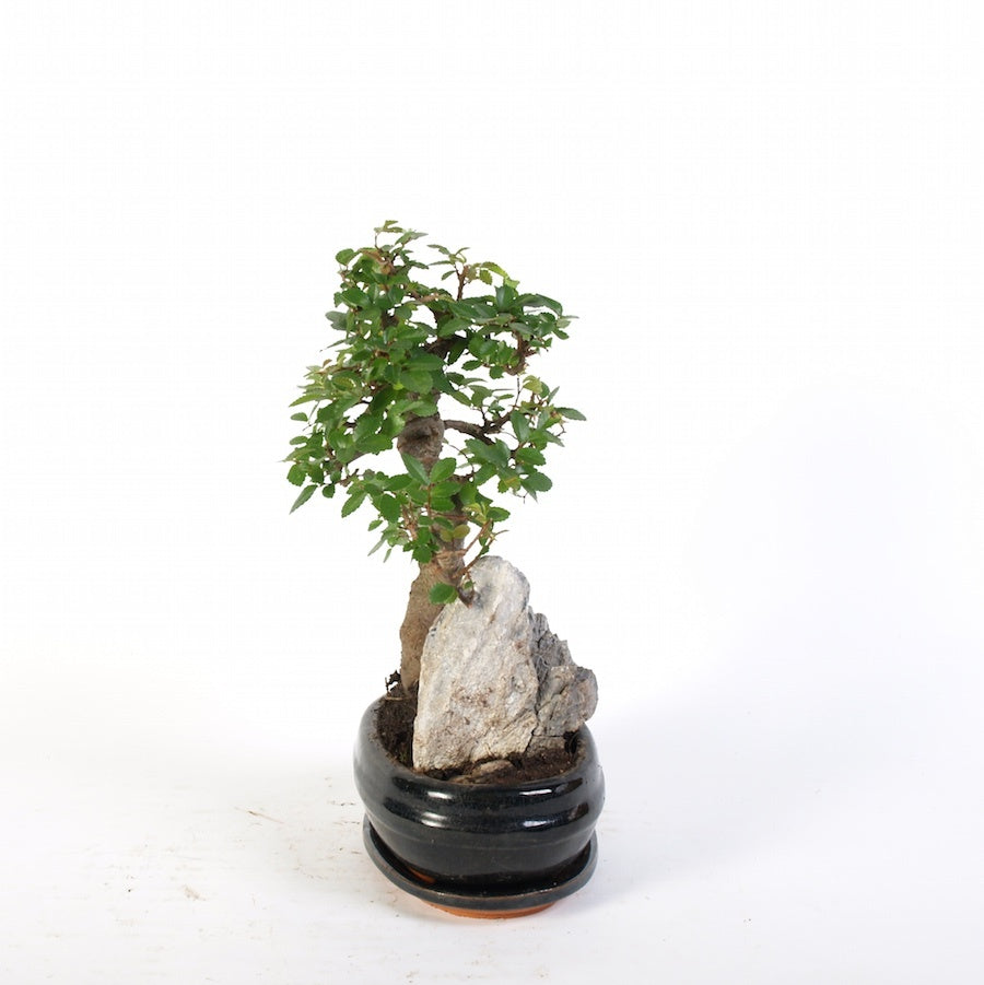Zelkova Steingarten Indoor Bonsai blau 21cm