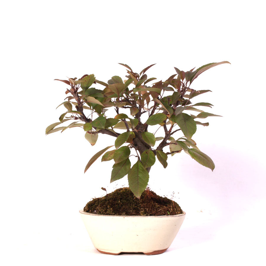 Malus Courtarou Cocinella, 7 Jahre Topfgröße 15cm cremefarbener Topf