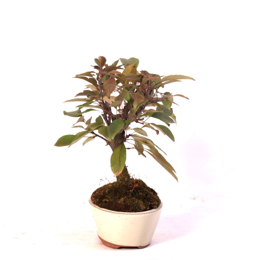 Malus Courtarou Cocinella, 7 Jahre Topfgröße 15cm cremefarbener Topf
