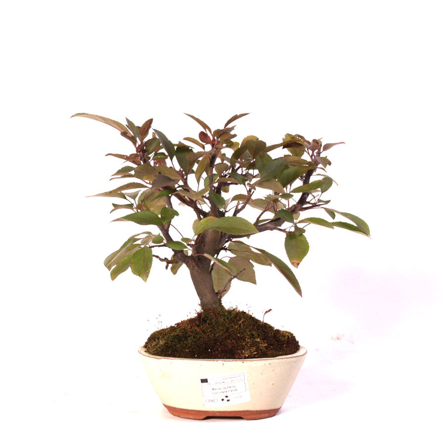 Malus Courtarou Cocinella, 7 Jahre Topfgröße 15cm cremefarbener Topf