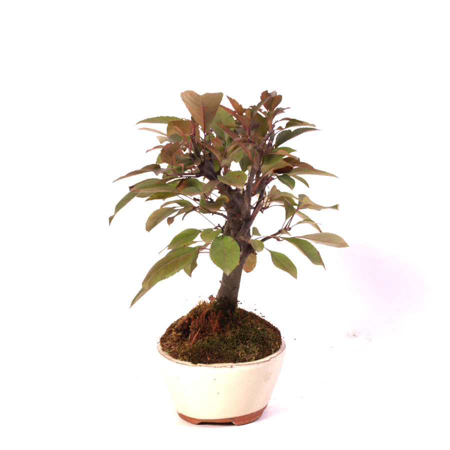 Malus Courtarou Cocinella, 7 Jahre Topfgröße 15cm cremefarbener Topf