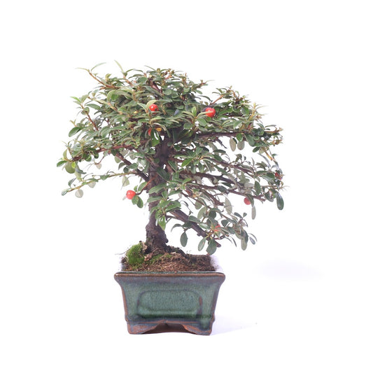 Cotoneaster, pot de 15 cm, hauteur 23 cm