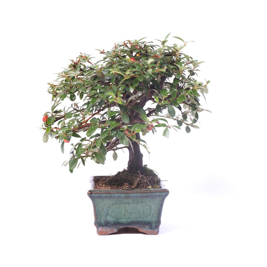 Cotoneaster, pot de 15 cm, hauteur 23 cm