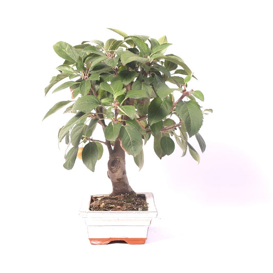Malus Domestica, extérieur, 20 cm, hauteur 35 cm