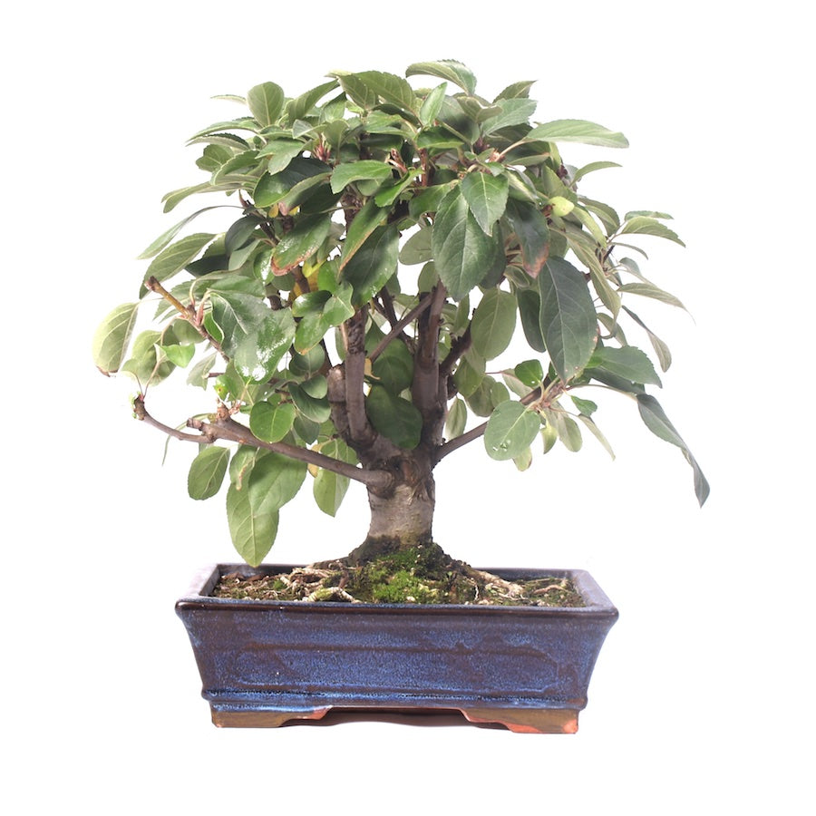 Malus Domestica, extérieur, 25 cm, hauteur 40 cm