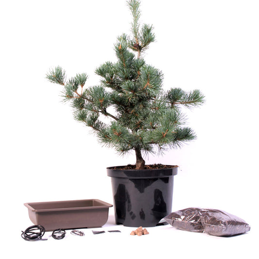 Starterpakket Pinus Parviflora Negishi in 5 liter pot