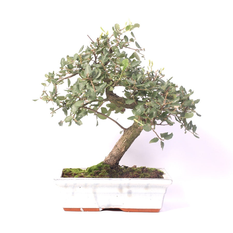 Quercus Suber, Outdoor, 25cm, Höhe 35cm