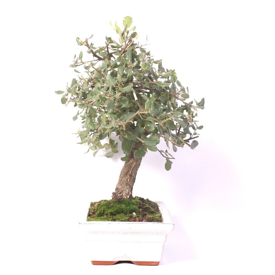 Quercus Suber, Outdoor, 25cm, Höhe 35cm