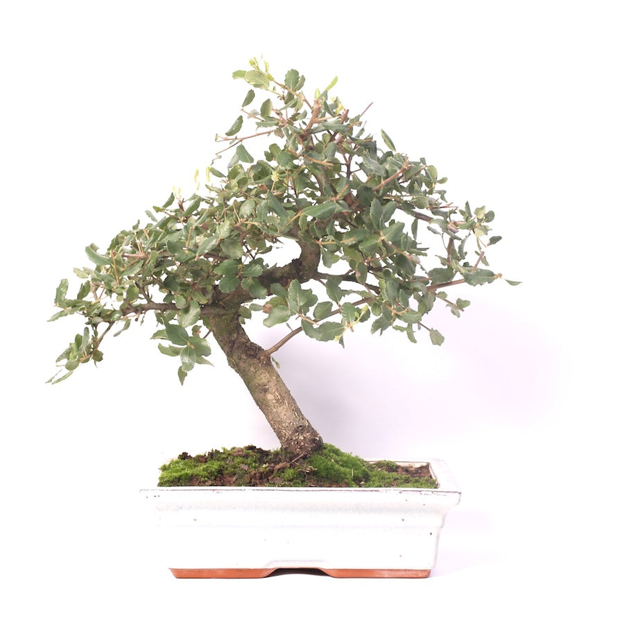 Quercus Suber, Outdoor, 25cm, Höhe 35cm